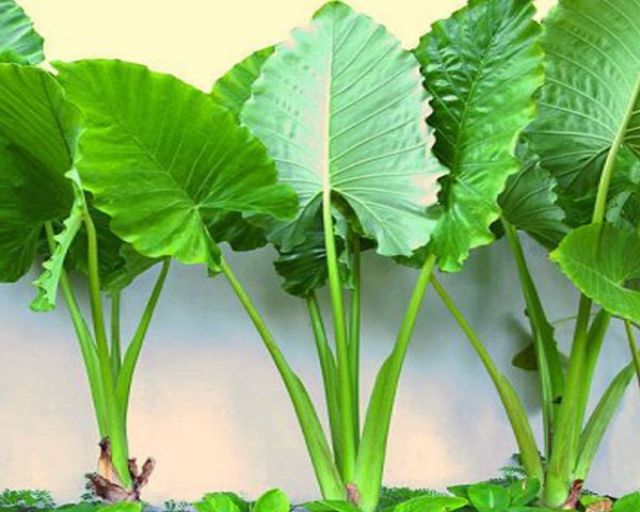 Củ cây ráy làm cảnh