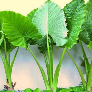 củ cây ráy làm cảnh