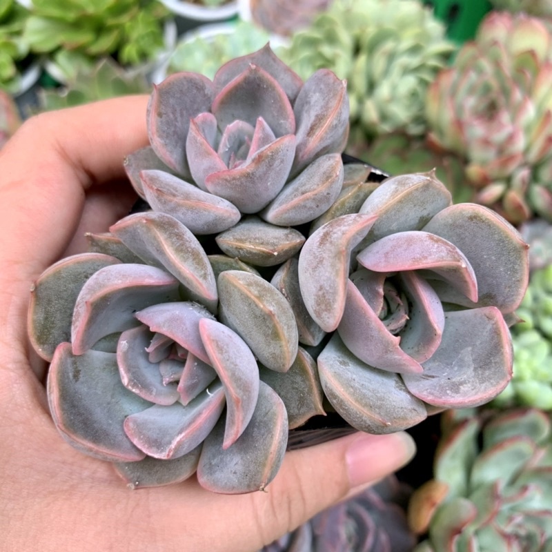 SEN ĐÁ ĐẤT HỒNG MẬP MẠP