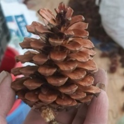 Quả Thông Tự Nhiên