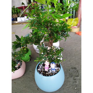 CÂY BONSAI MINI LINH SAM