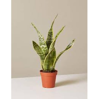 CÂY LƯỠI HỔ VIỀN VÀNG ĐỂ BÀN- CHẬU NHỰA