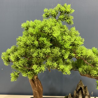 ❄2021 NEW Tiểu cảnh cây tùng có vị trí đặt trầm nụ - Đồ trang phòng khách đẹp