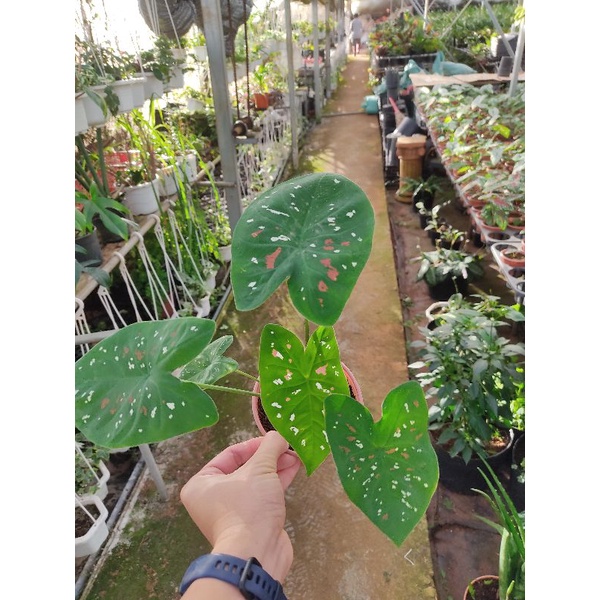 Chậu cứng Caladium florida Clown