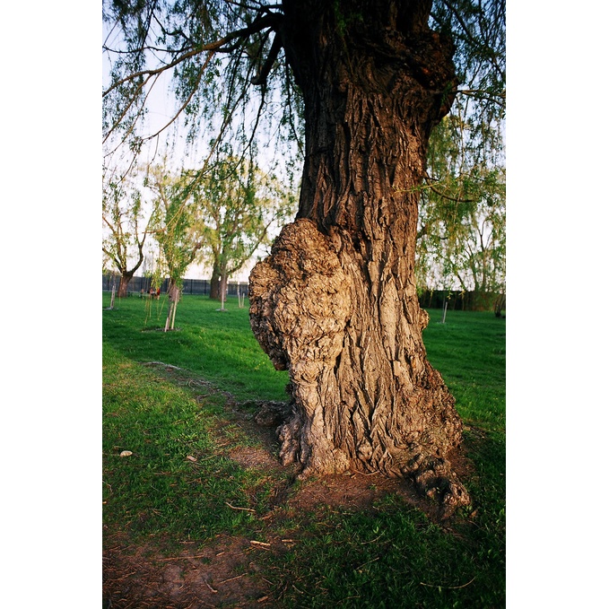 Film chụp ảnh Fujifilm 200 36exp date 12/2024 film 35mm loại hộp lẽ 1 hộp có 1 cuộn