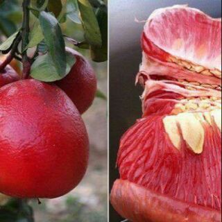Cây giống bưởi đỏ vỏ đỏ ruột đỏ luận văn