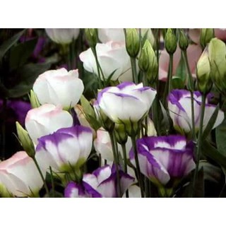 Hạt giống hoa cát tường