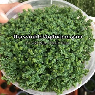 DƯƠNG XỈ QUYỂN BÁ MỐC - DƯƠNG XỈ BÁN CẠN TRẢI NỀN THUỶ SINH BÁN CẠN SIÊU ĐẸP