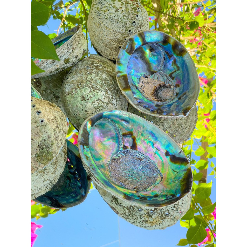 LÔNG VŨ ( Gà Tây, Đại Bàng ), CHÂN ĐẾ GỖ, VỎ SÒ ( Đĩa Ốc ) Dụng Cụ Đốt Thanh Tẩy - THẢO MỘC XÔNG NHÀ | BigBuy360 - bigbuy360.vn