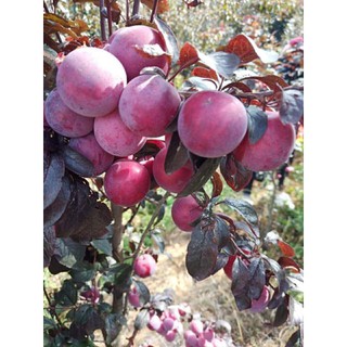 [COMBO 4 CÂY] SUNG MỸ + VIỆT QUẤT + ĐÀO TIÊN + NHO THÂN GỖ