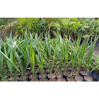 cây giống Cau Vua (chuẩn giống )
