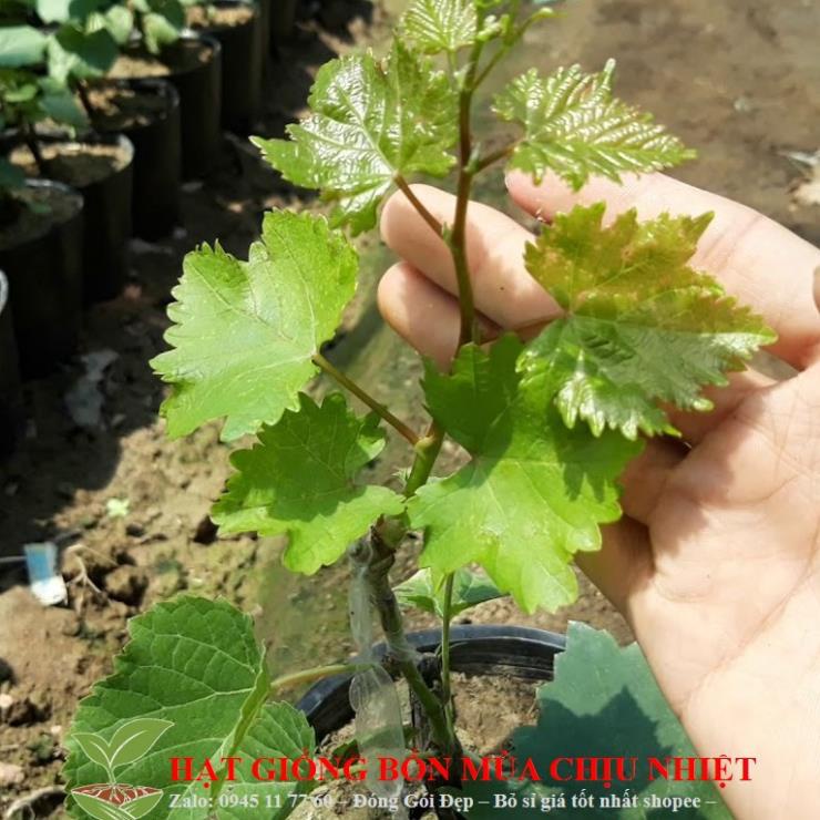 Hạt giống Nho pháp  Hạt Giống Nho Pháp Bốn Mùa10 Hạt/ Gói  Nho Lùn Pháp