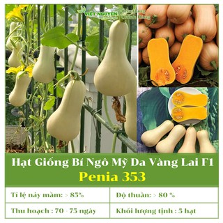 Hạt Giống Bí Ngô Mỹ Da Vàng Lai F1 Penia 353 Dễ trồng dễ chăm sóc, bùi dẻo, năng suất vượt trội, Ruột Đặc