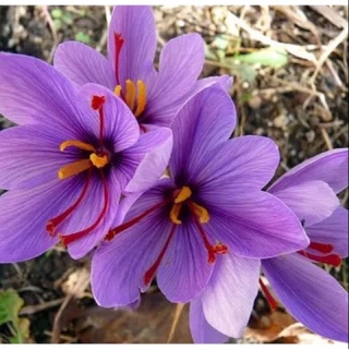 Củ hoa nghệ Tây