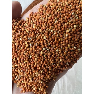 1KG Hạt Kê Đỏ Nhỏ