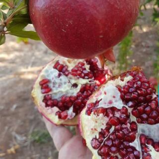 Cây Giống Lựu Rubi Ấn Độ