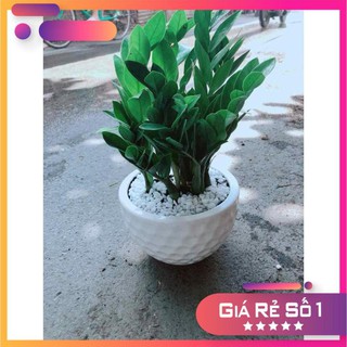Chậu Kim Tiền Ưa Thích
