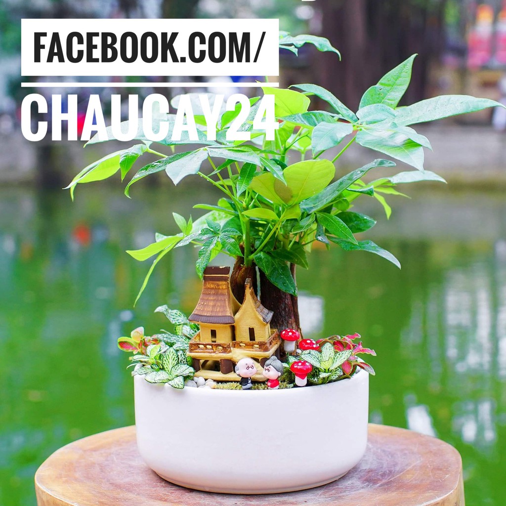 COMBO 3 Chậu Sứ Trụ Thấp Trồng Cây Cảnh Để Bàn, Sen Đá, Xương Rồng, Terrarium