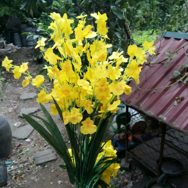 Cành hoa lan vũ nữ siêu đẹp