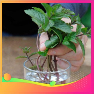 [TOP] Hạt Giống Cây Bạc Hà -50 Hạt [ Tặng Kèm 1 Viên Nén Xơ Dừa ] VIETGAR