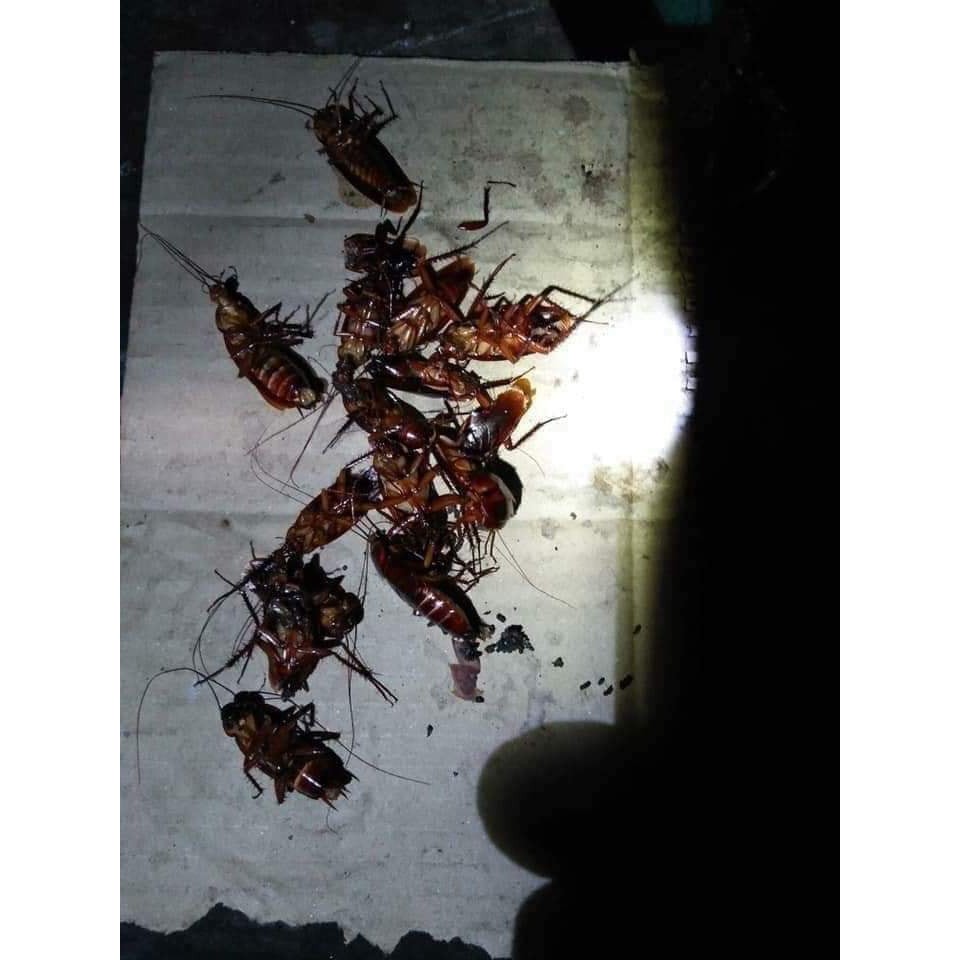 Thuốc diệt kiến gián