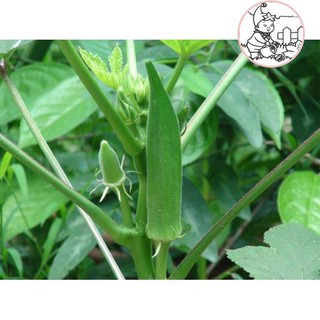HẠT ĐẬU BẮP LAI ẤN ĐỘ - GÓI 20 GRAM