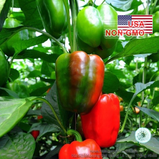 Hạt giống ớt chuông, ớt ngọt ngũ sắc