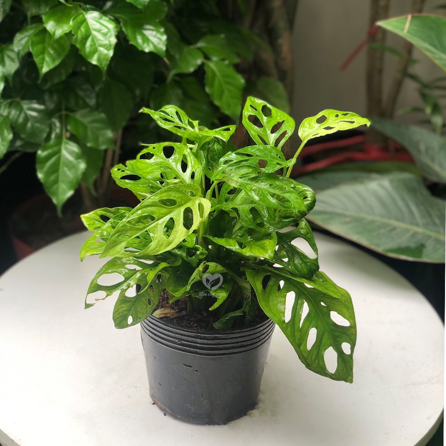 Cây Trầu Bà Lỗ để bàn - Monstera obliqua
