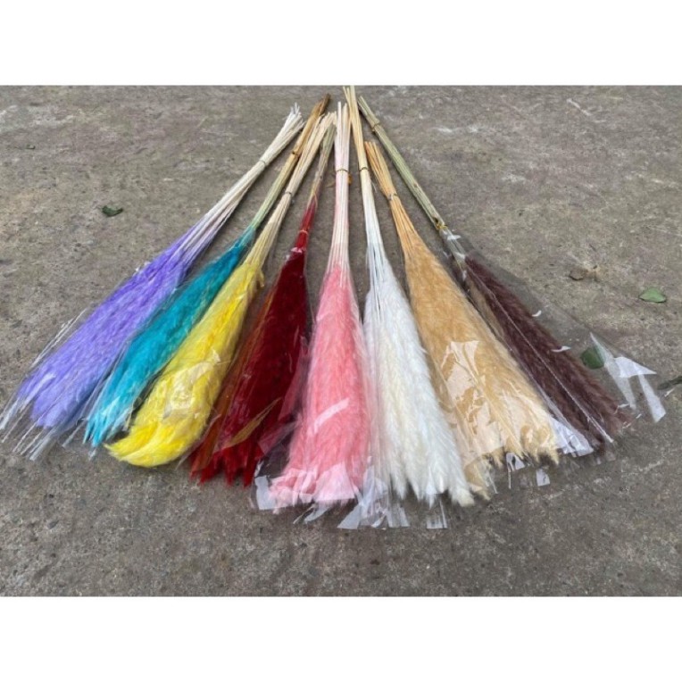 Cỏ Lau Khô Pampass Grass cao 45-80cm decor trang trí nhà cửa, đạo cụ chụp ảnh