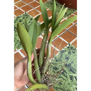 Lan rừng ( lan ống điếu)