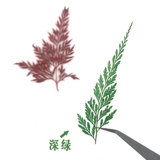 1 lá dương xỉ ép khô