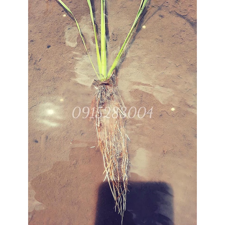 Phân Bón Chuyên Lúa Max Root Đẻ Nhánh Nở Bụi Chai 1 Lít - Ra Rễ Mạnh, Giải Độc Phèn, Mặn, Hữu Cơ
