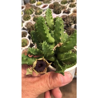 XƯƠNG RỒNG SAO BIỂN 05