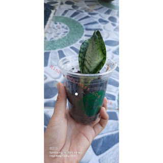 cây lưỡi hổ thái, lưỡi mèo để bàn, cây phong thủy