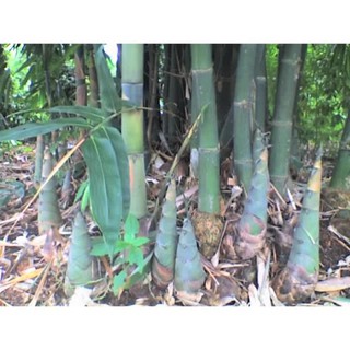 Cây giống măng tre bát độ