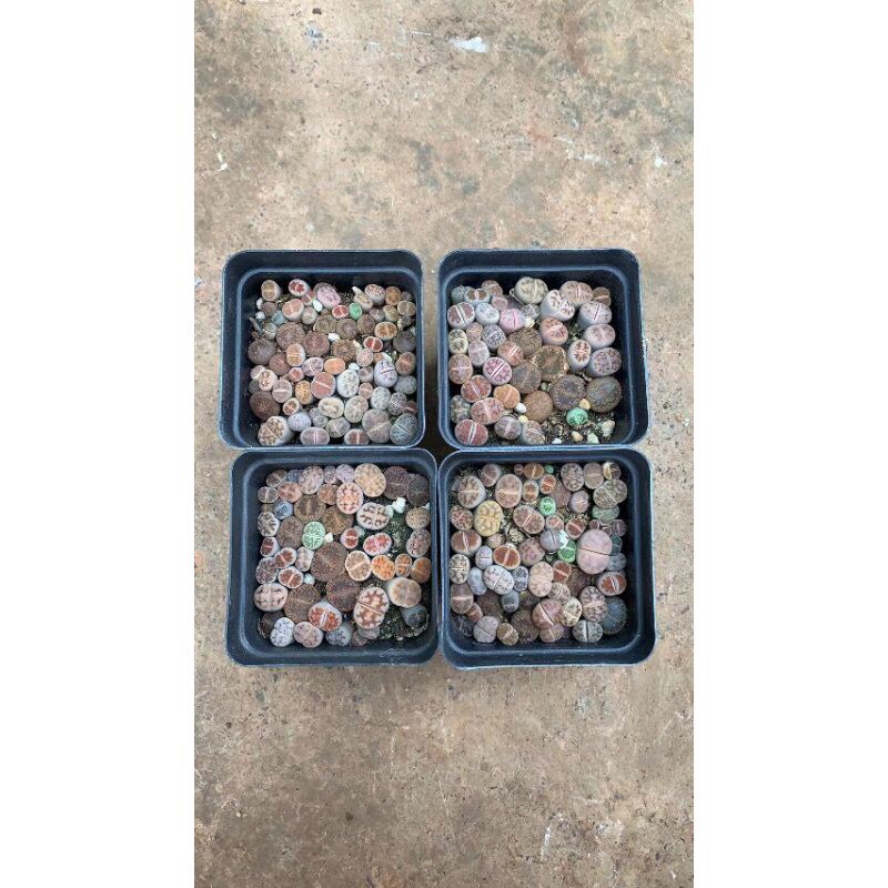 Chậu cây sen thạch lan , sen mông size nhỏ