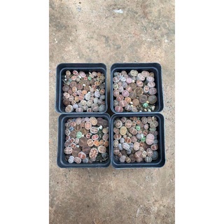 Chậu cây sen thạch lan , sen mông size nhỏ