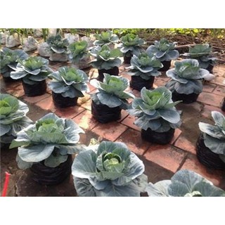 Hạt giống Bắp cải tai F1 hat giong rau bap cai