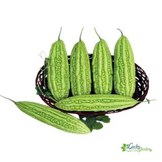 10 Hạt giống Khổ Qua (tặng gói Kích nẩy mầm và Hướng dẫn) XTRA