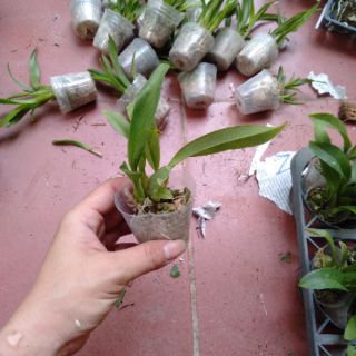 Hoa phong lan vũ nữ bạch tiên