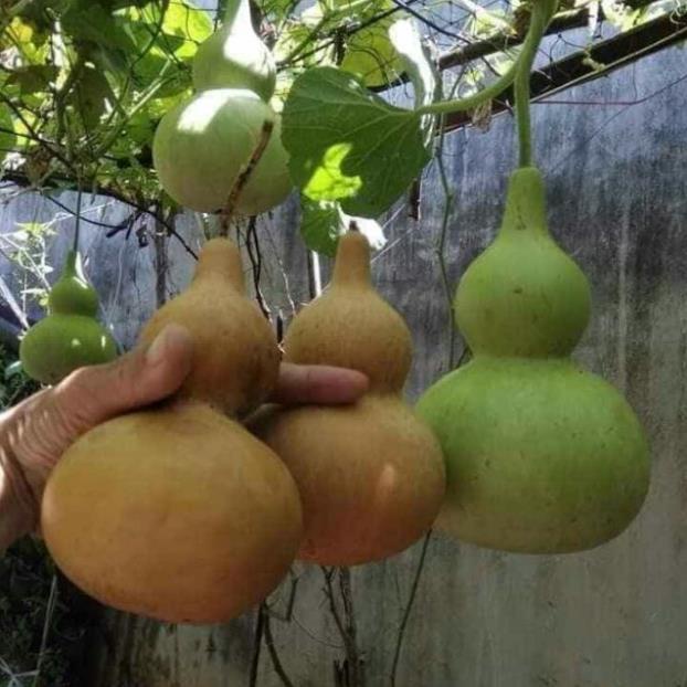 5 hạt bầu hồ lô