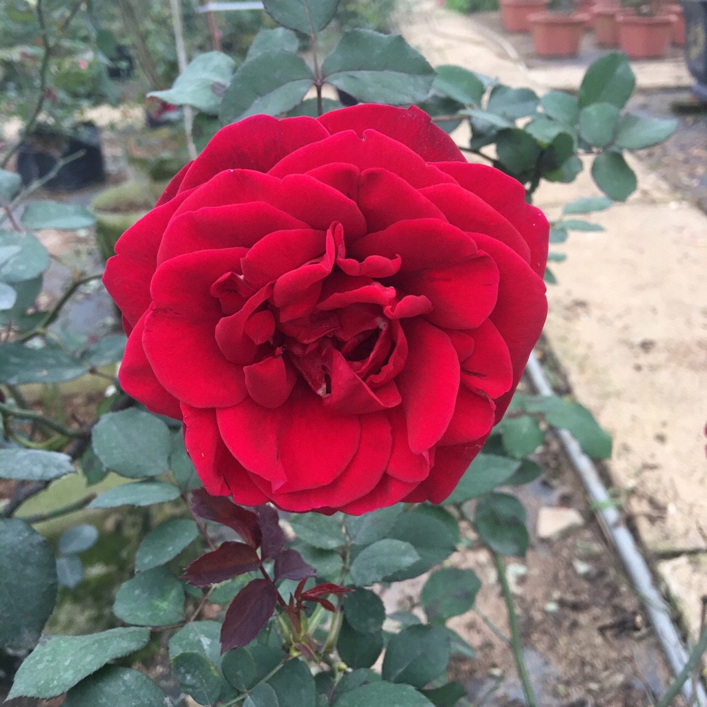 Hoa hồng leo Hải Phòng, Leo trắng phớt hồng Đà Lạt dễ trồng hoa quanh năm (Không giao dc 19 tỉnh Miền Nam)