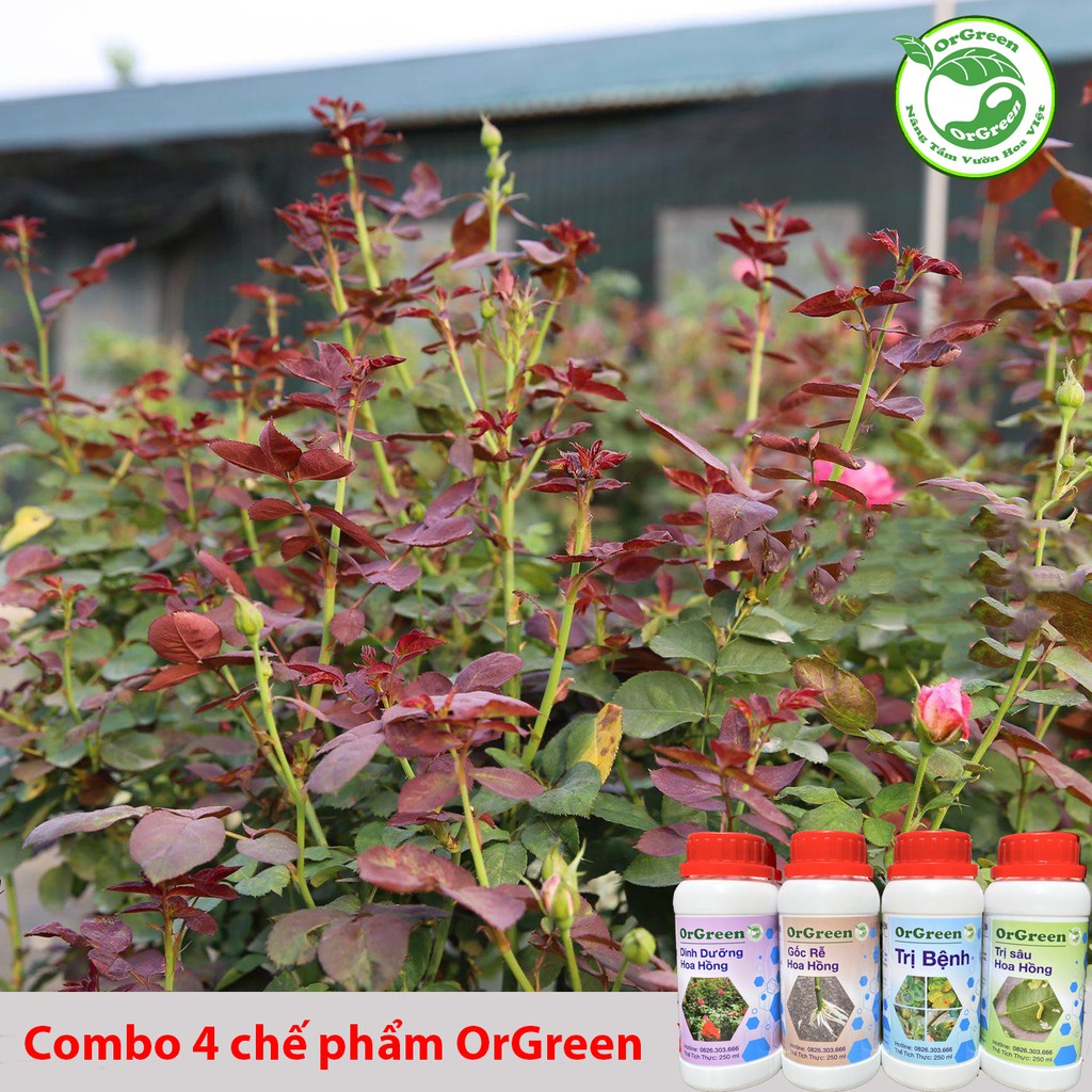 Combo 4 chai 250ml OrGreen dành cho hoa hồng - Chế phẩm sinh học dành cho hoa hồng