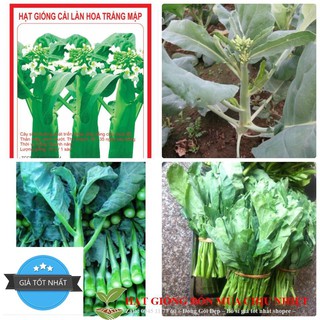Hạt Giống Cải Rổ Siêu Ngon Ngọt Ăn Cả Cây (Brassica)