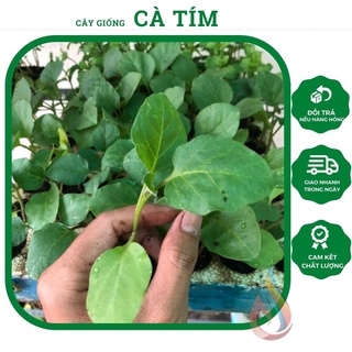 Cây giống Cà Tím trái dài
