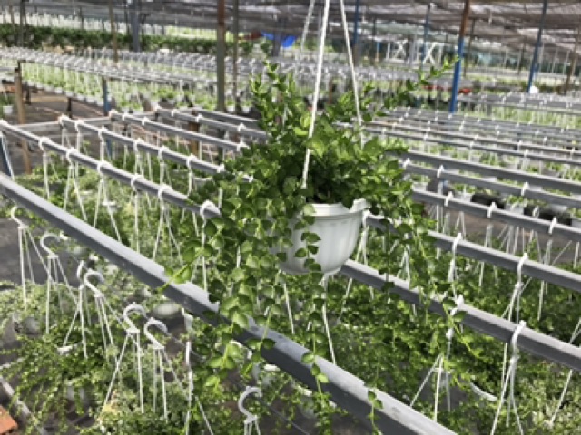 Chậu treo cây Lan tim xanh