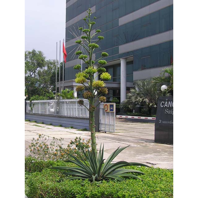 10 Hạt Giống Cây Dứa Sợi ( Thùa Thối )  – Cây cảnh trang trí nội thất ấn tượng