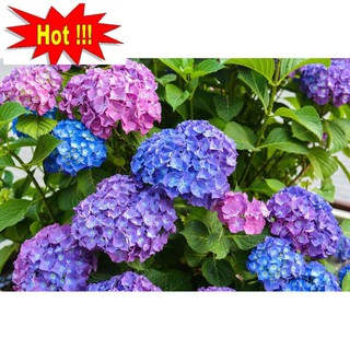Hạt giống Cẩm tú cầu mix (10 hạt)