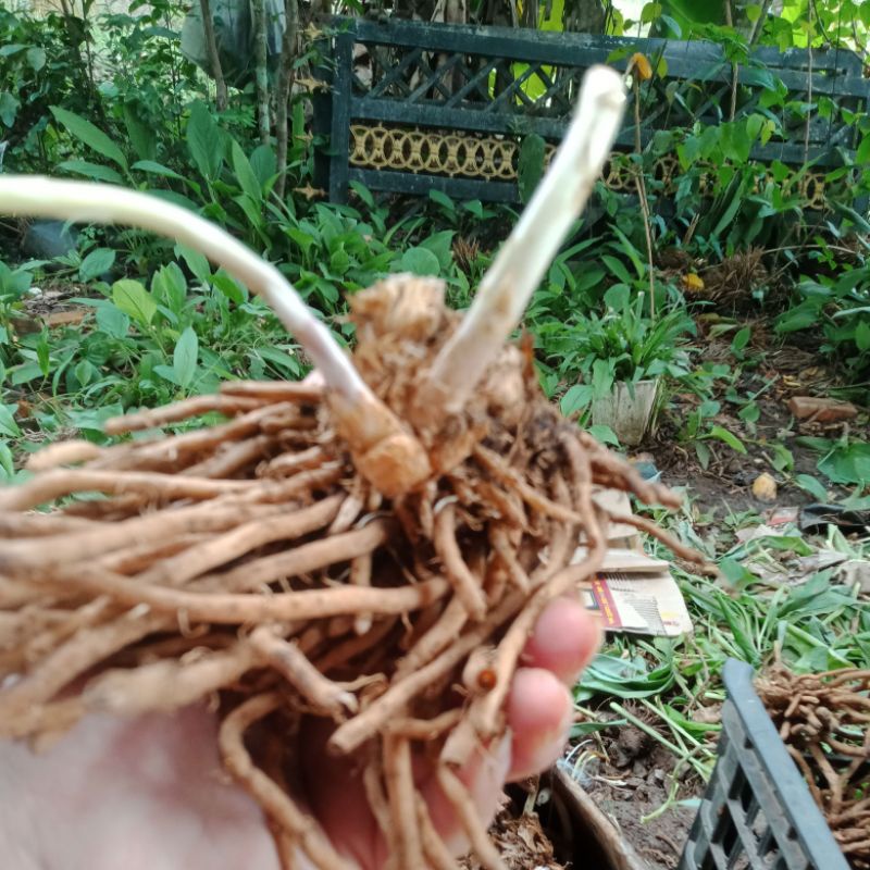 8 gốc măng tây nhỏ nhiều mầm