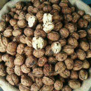 Óc chó tươi sale sốc. 100k/kg